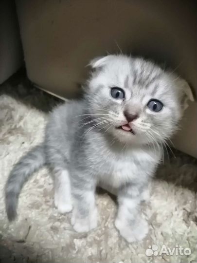 Британская