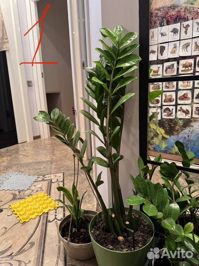 Замиокулькас