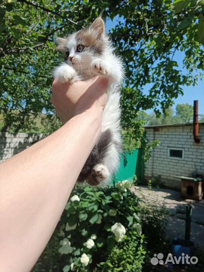 Котята шотландские метисы