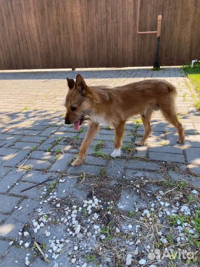 Собака в добрые руки