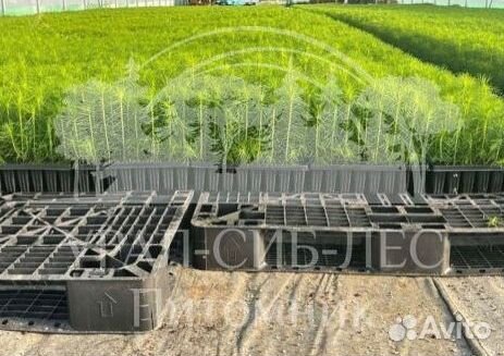 Сеянцы на лесовосстановление Горная сосна Мугус зк
