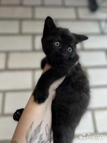Кошечка в добрые руки