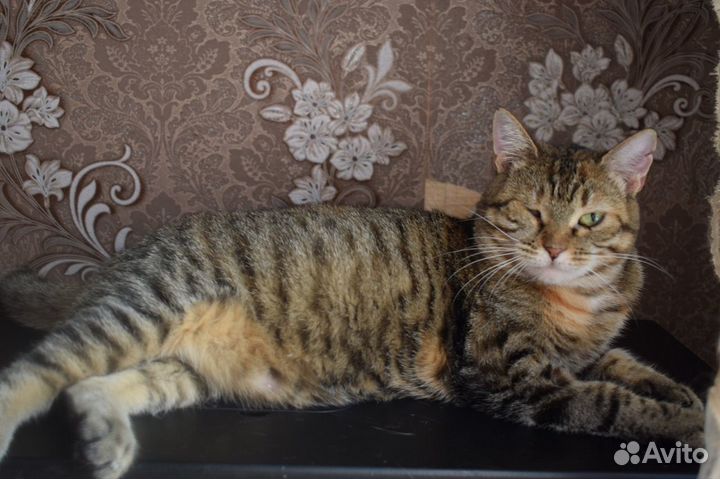 Кошечка Бася ищет дом