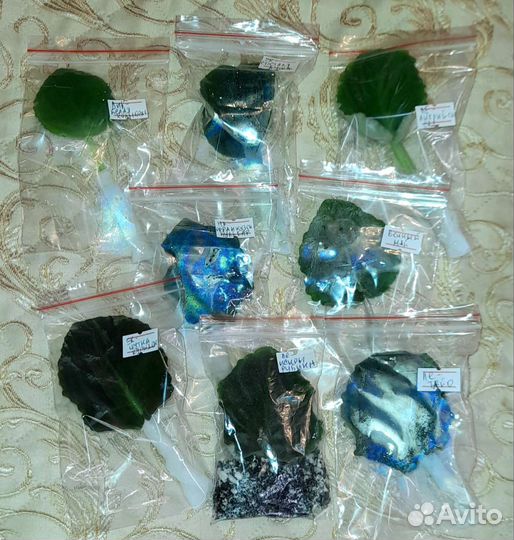 Листочки сортовых фиалок. Соберу наборы новичка