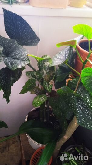 Бегонии,маранта,гинура,монстера