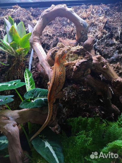 Ушастый бананоед