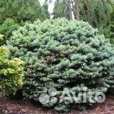 Ель колючая Brynek