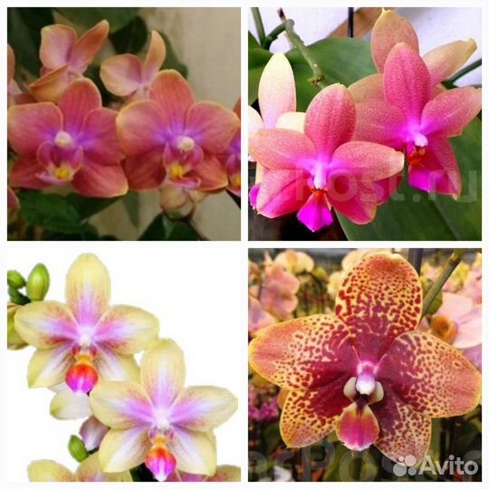 Орхидеидастибель,лиодоро,биондоро,кокодоро,минимар