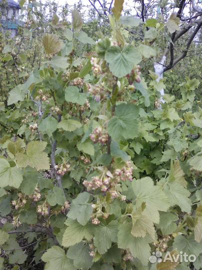 Саженцы черной смородины