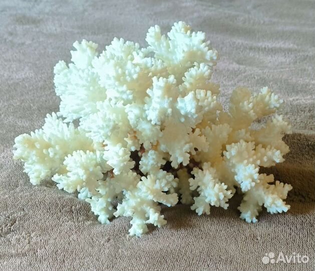 Морские кораллы