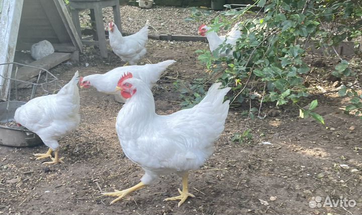 Крупные петухи