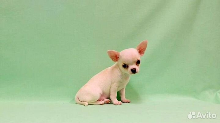 Щенки чихуахуа большой выбор окрасов