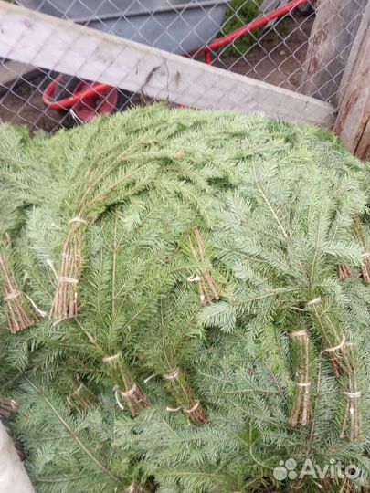 Веники пихтовый и можжевельника