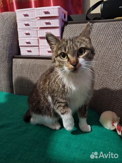 Милая кошечка