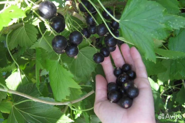 Саженцы смородины