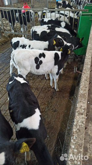 Бычки сементалы