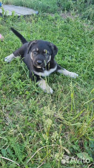 Щенки лабрадора в добрые руки