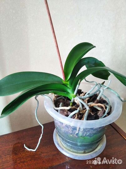 Орхидея фаленопсис