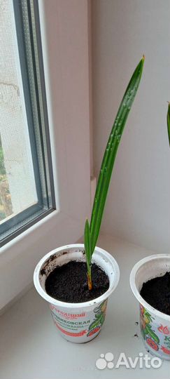 Финиковая пальма