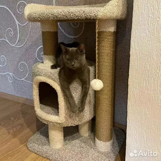 Когтеточка, домик 