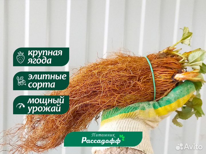 Рассада клубники. Опт от 64 шт