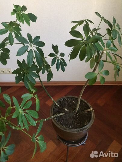 Продам цветы комнатные