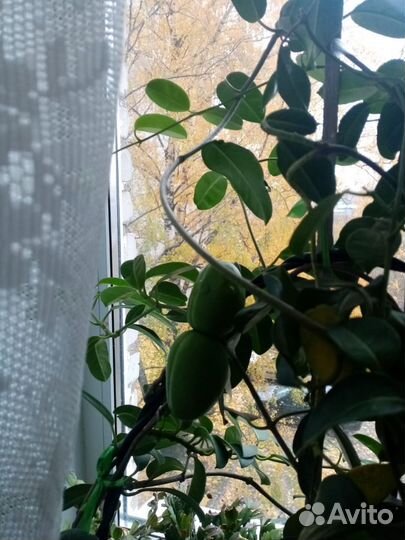 Комнатный мадагаскарский жасмин