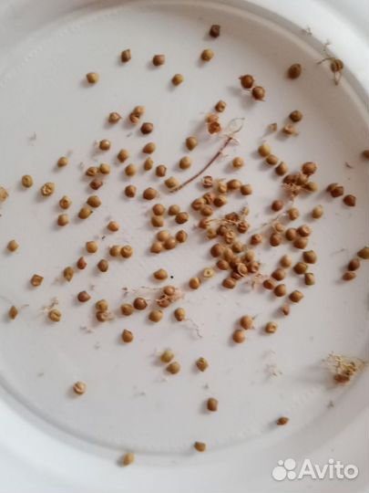 Мимоза семена