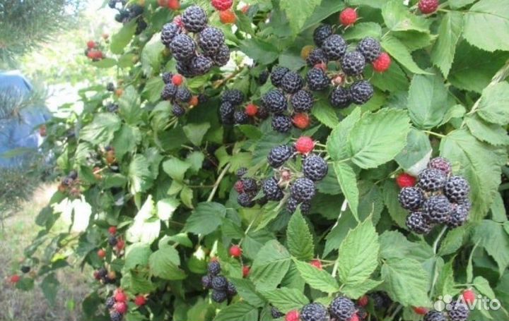 Ежемалина Кумберленд саженцы