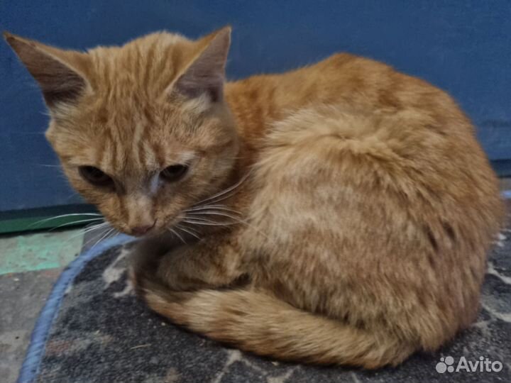 Кошка в дар