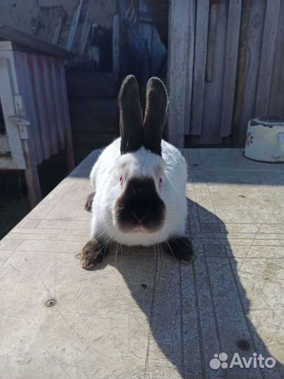 Калифорнийские кролики