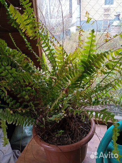 Диффенбахия