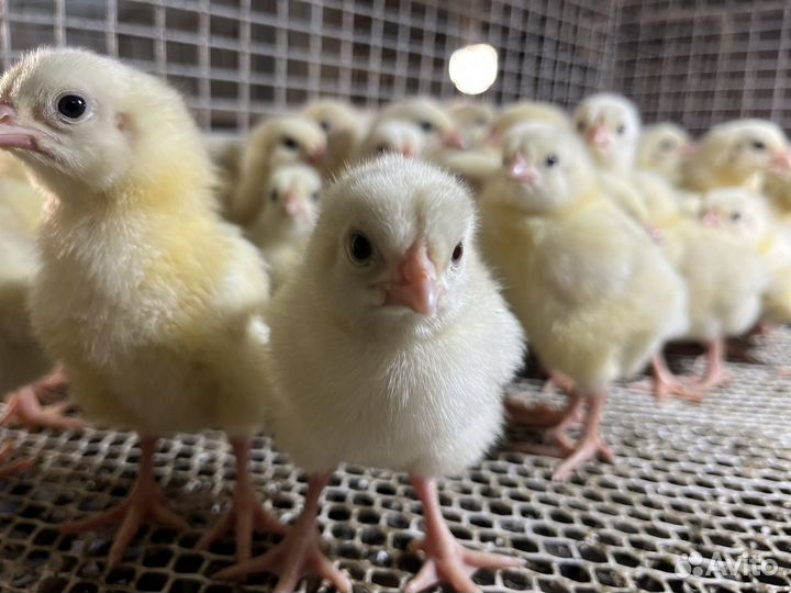 Цыплята бройлеры, цветной бройлер, голошейка
