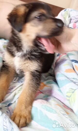 Немецкая овчарка