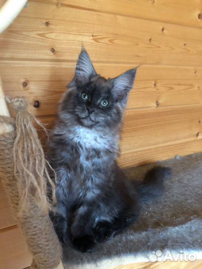 Котята мейн кун