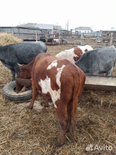 Продам телок на племя или на мясо