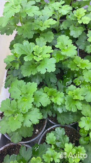 Хризантема Мадам Шер