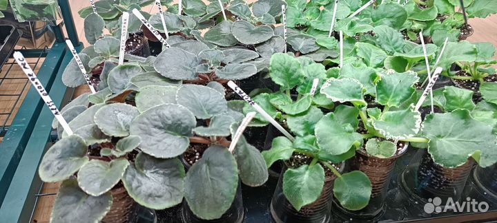 Детки сортовых фиалок