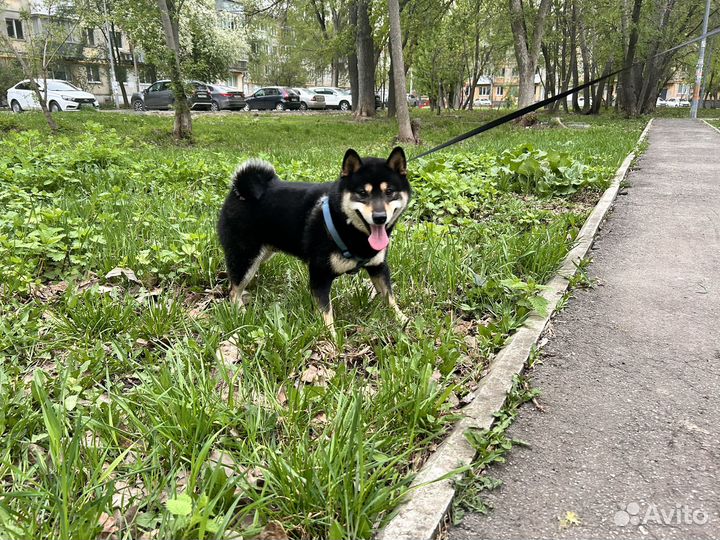 Вязка Сиба-Ину кобель