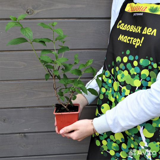 Гортензия метельчатая Мохито (1 саженец в горшке