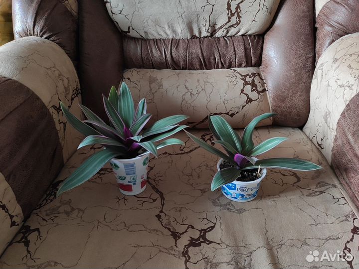 Комнатные растения цветы