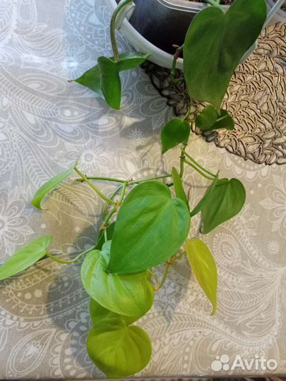 Филодендроны ампельные Сканденс