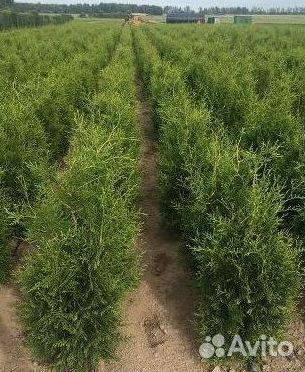 Туя Брабант