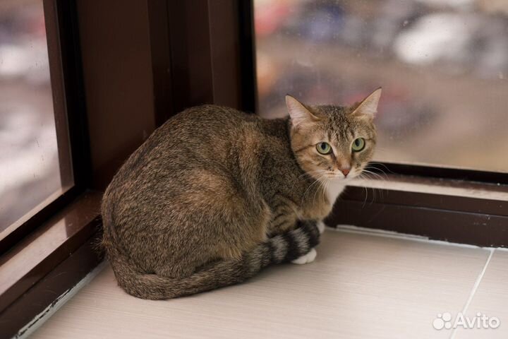 Зайка Стеша (кошка)