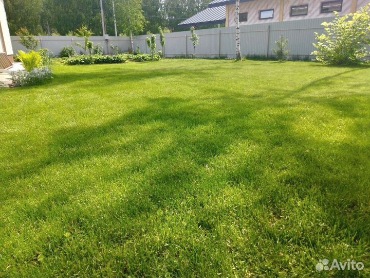 Посев травы на участке. Посевной газон