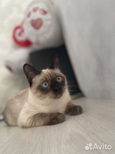 Сиамский кот вязка