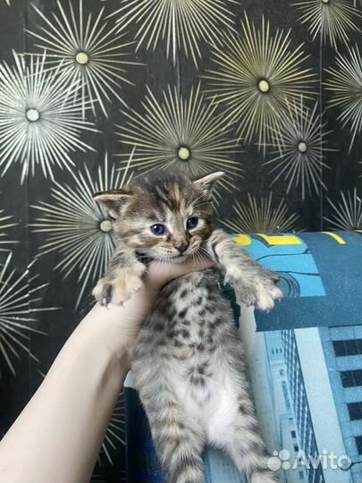 Котята в добрые руки.папа чистый мейн-кун