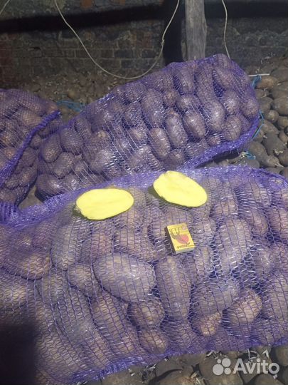 Продам картофель оптом