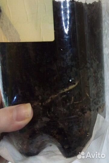 Монстера делициоза малыши