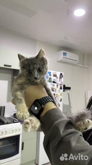 Котенок девочка трехцветная